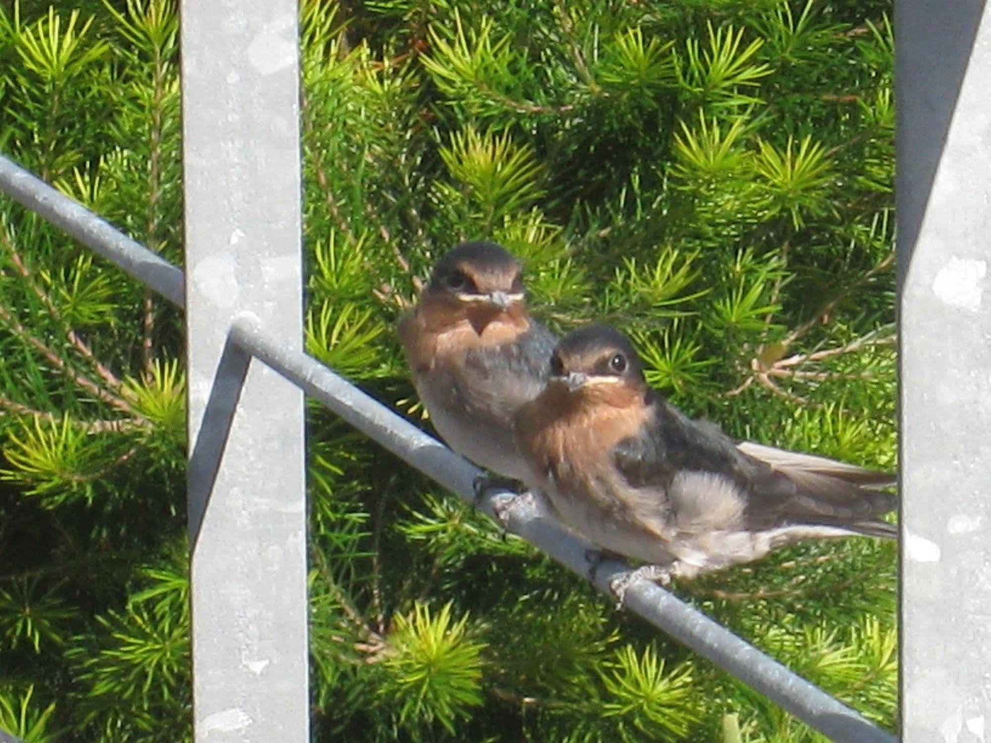 Kaimai Country Lodge Katikati Luaran gambar